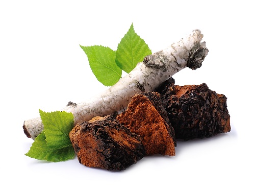 Champignon chaga