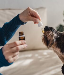 CBD pour chien