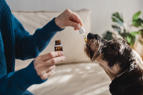 CBD pour chien